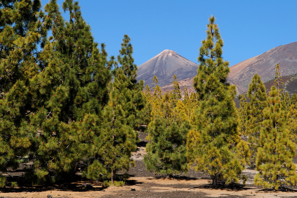 Corona Forest und Teide