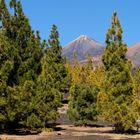 Corona Forest und Teide