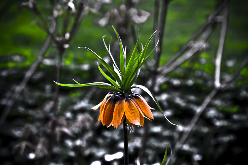 Corona imperiale (fritillaria)