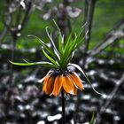 Corona imperiale (fritillaria)