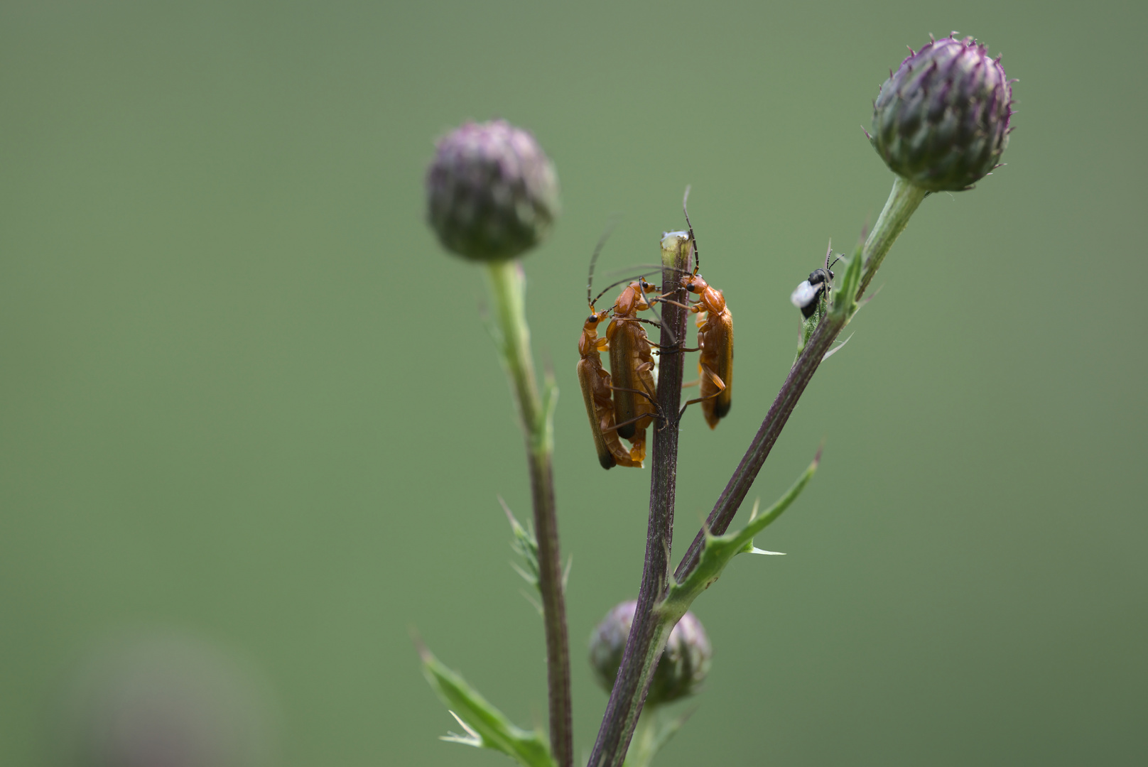 ... Corona konformes Treffen