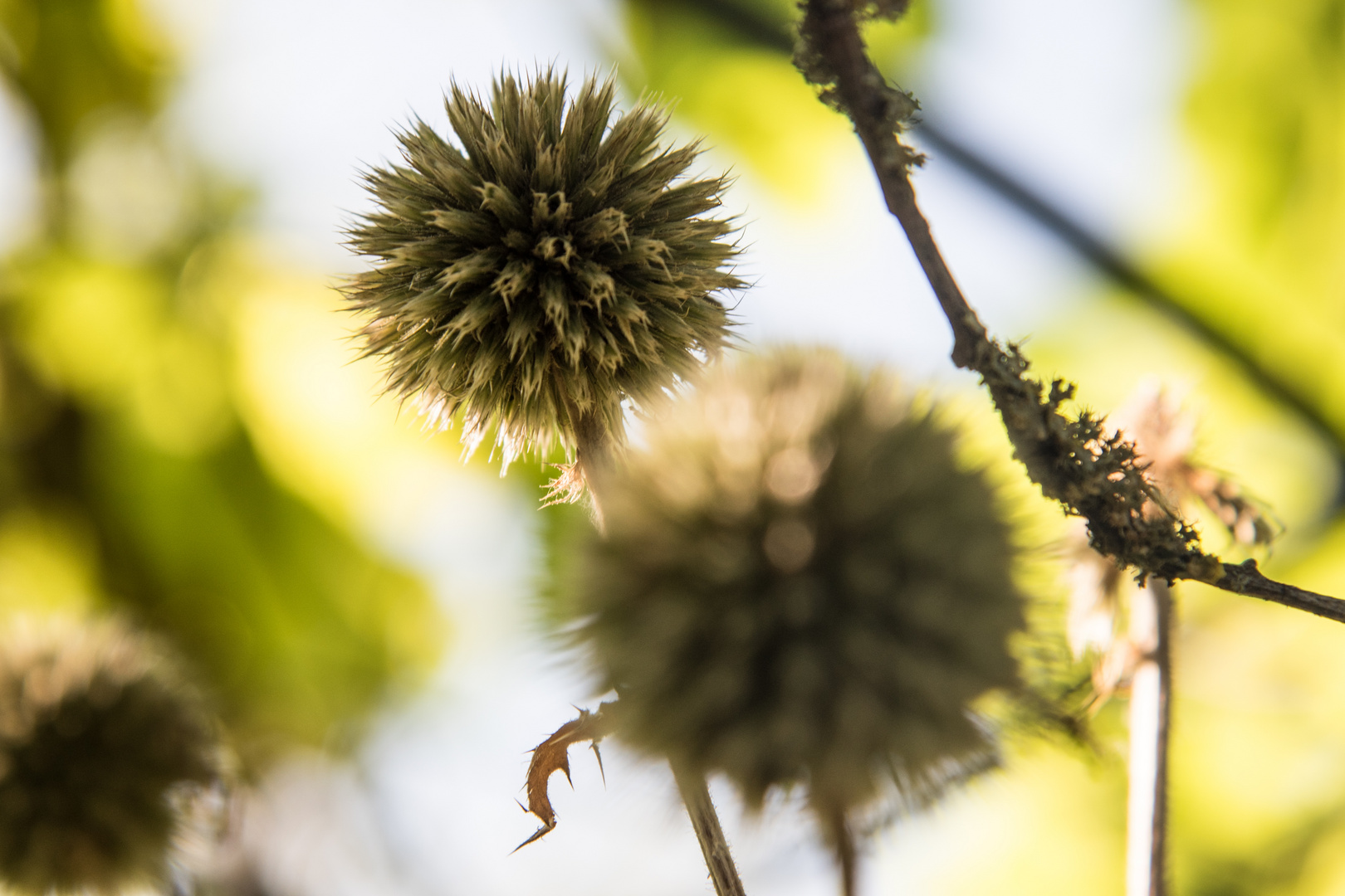 Corona oder Echinops ????