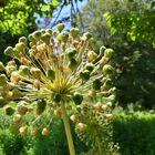 "Corona-Virus" im Botanischen Garten von Solingen 