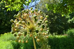 "Corona-Virus" im Botanischen Garten von Solingen 