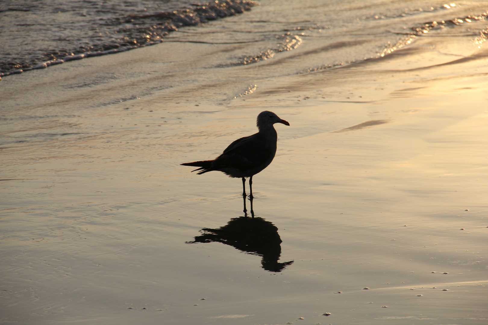 Coronado Beach