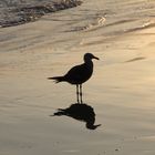 Coronado Beach