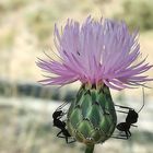 Coronando una flor