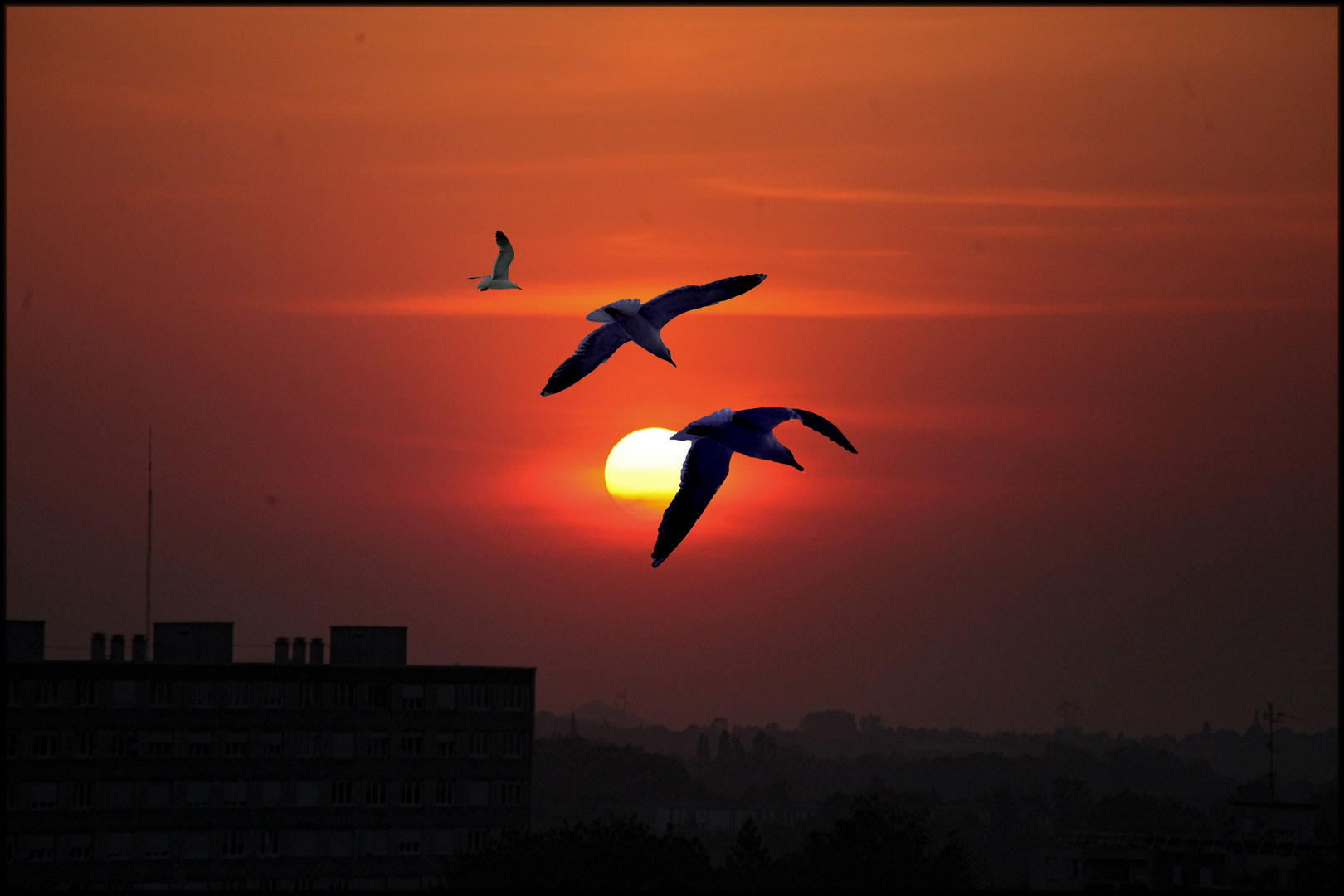 CORONAVIRUS LE SOLEIL ROUGE