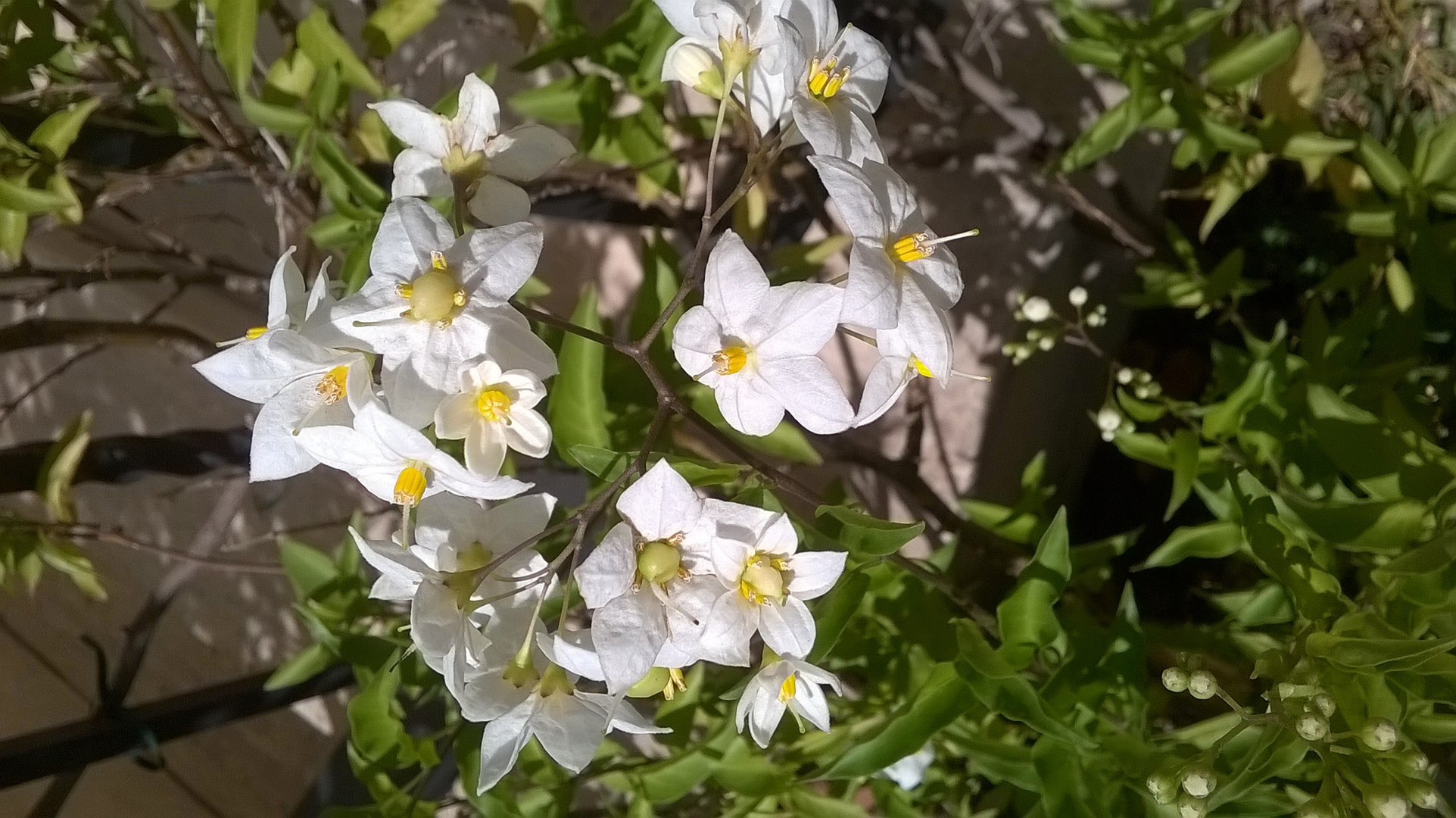 Coroncina di fiori