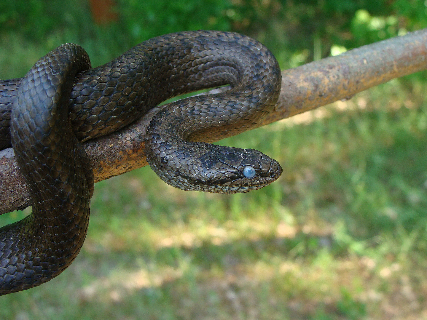 Coronella austriaca