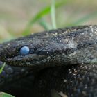 Coronella austriaca - vor der Häutung