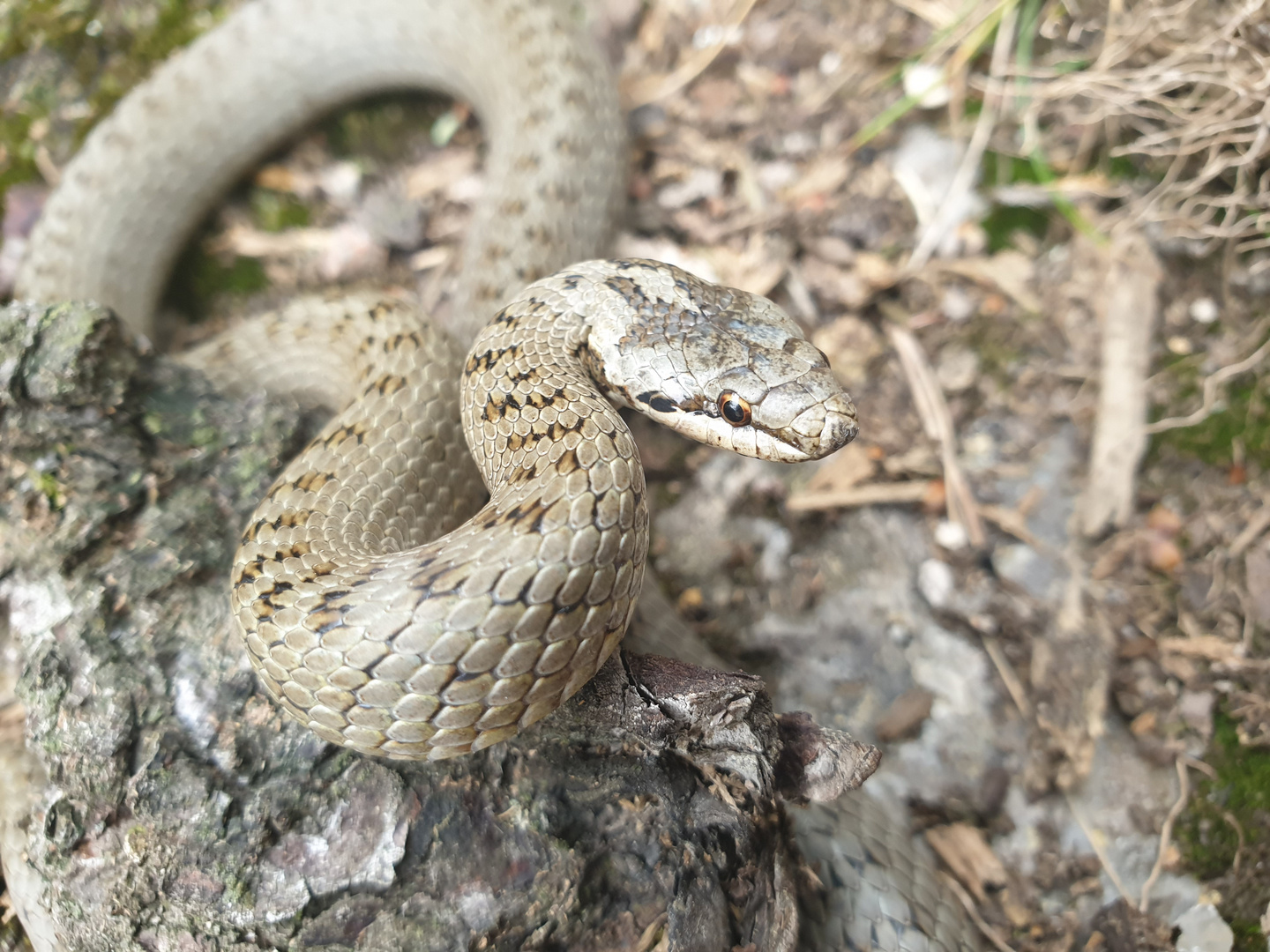 Coronella austriaca - wieder in Freiheit