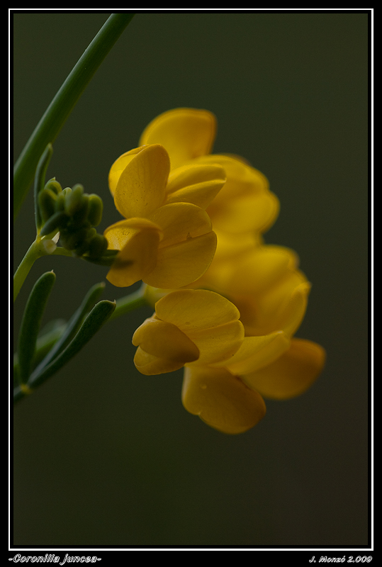 Coronilla juncea