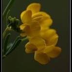 Coronilla juncea