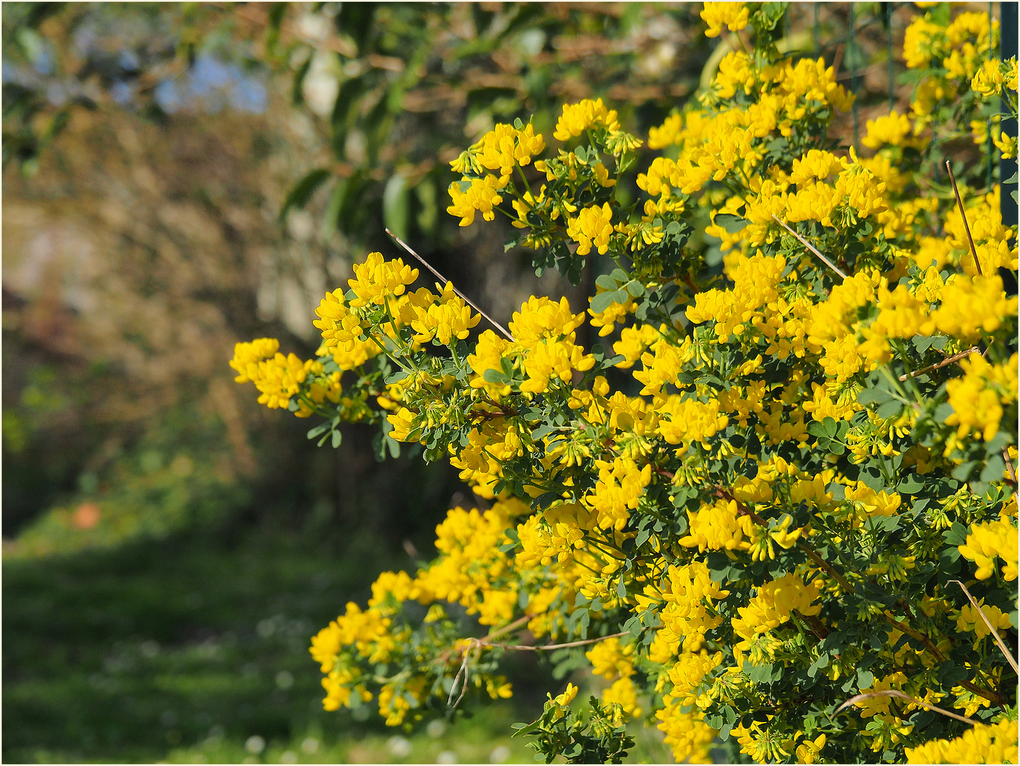 Coronille valentina