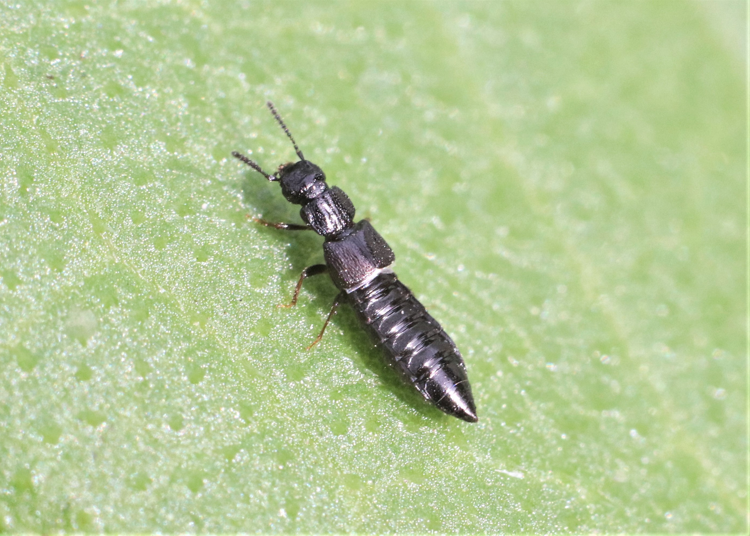 Corophilus striatulus (gestreifter Kotkurzflügler)