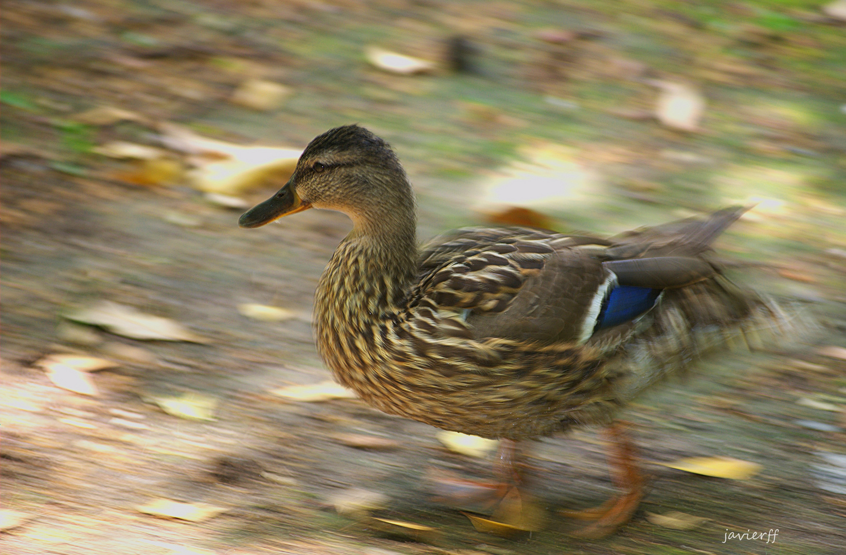 corre, corre!