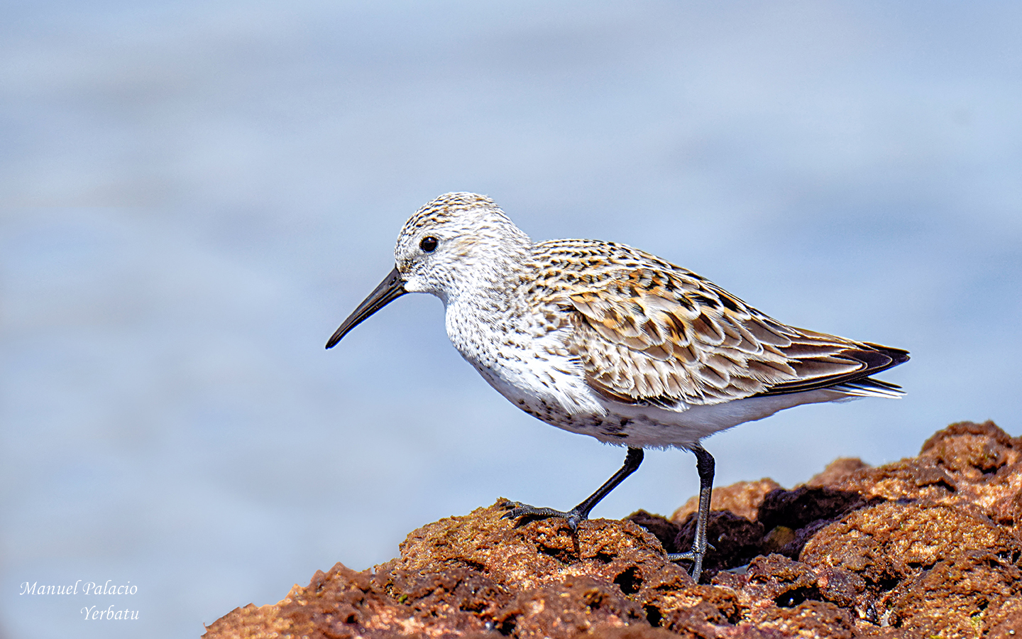 Correlimos común - Calidris alpina