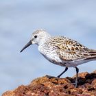 Correlimos común - Calidris alpina