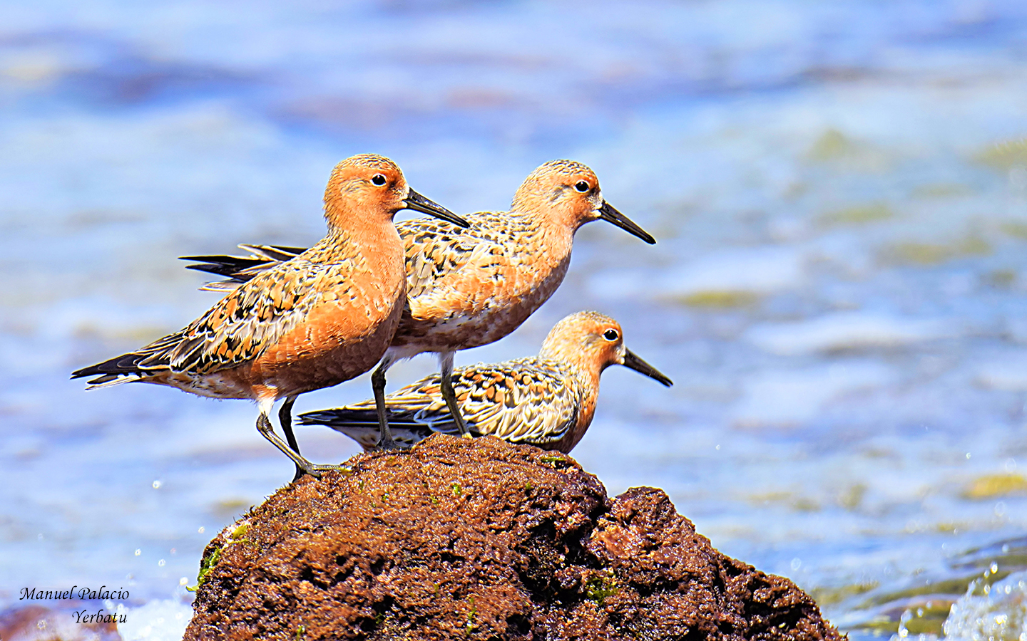  Correlimos gordo - Calidris canutus