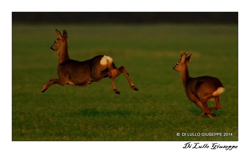 CORRERE IN LIBERTA'