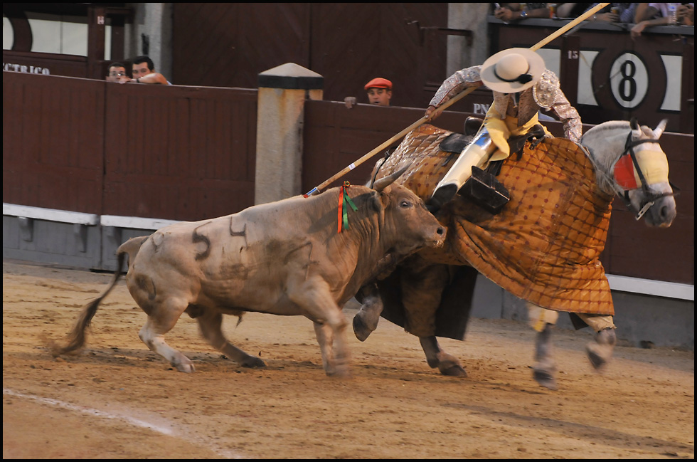 Corrida 14,  weisser Stier und weisses Pferd