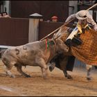 Corrida 14,  weisser Stier und weisses Pferd