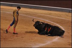 Corrida 19, der Torero verneigt sich vor dem besiegten Stier