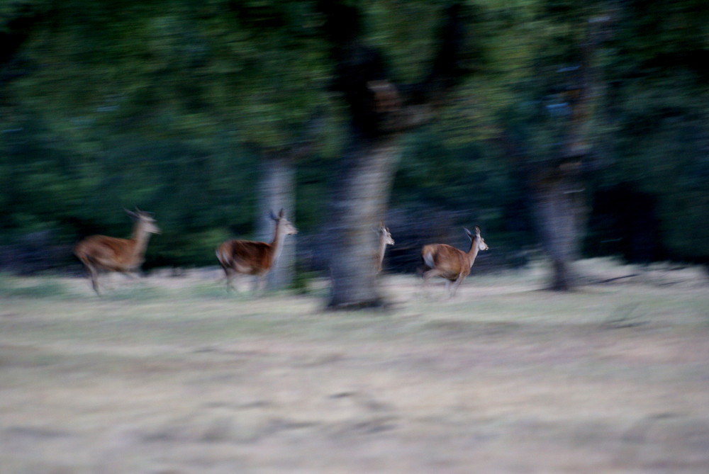 Corriendo