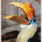 Corrugatus/Hornbill