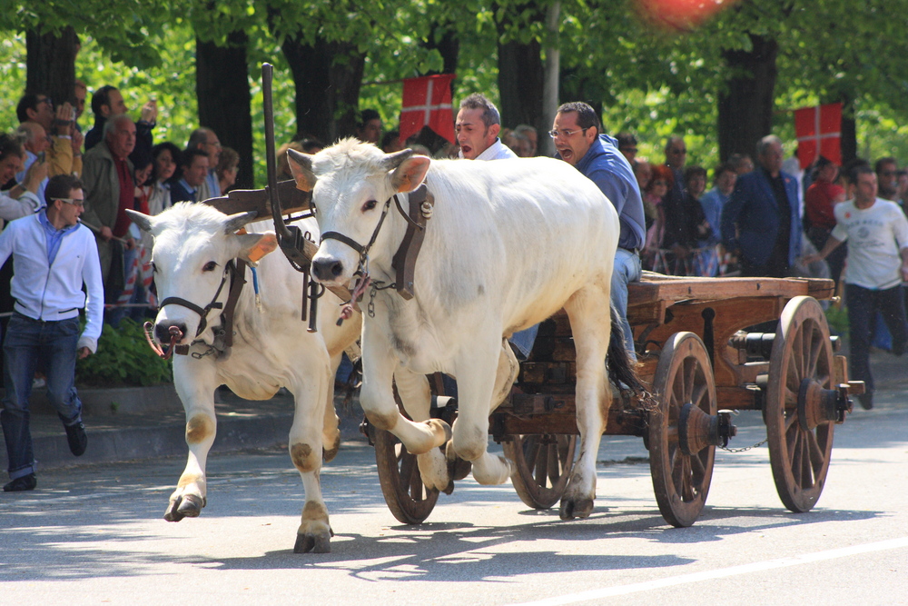 Corsa dei Buoi