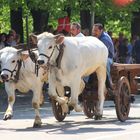 Corsa dei Buoi