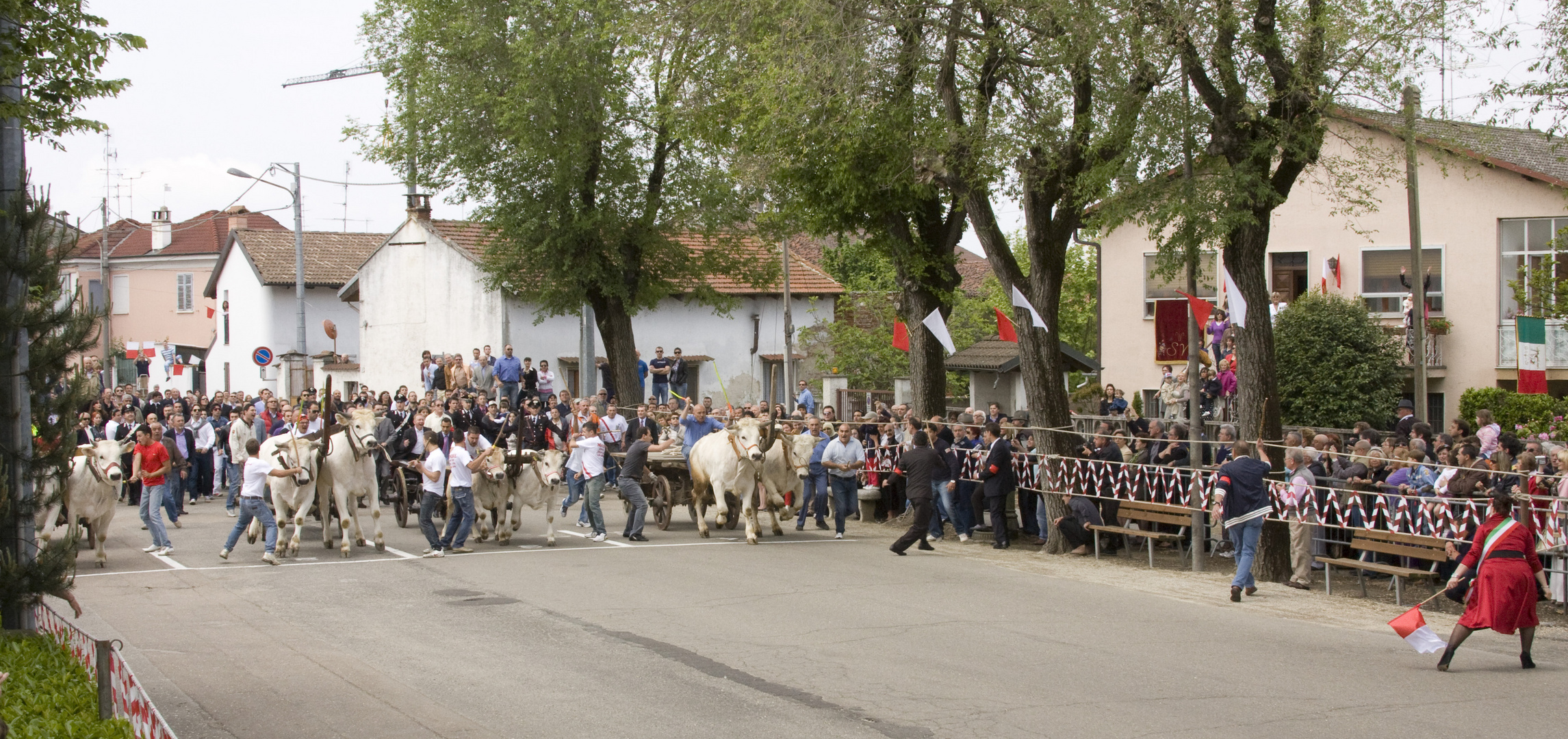 Corsa dei Buoi di Asigliano