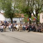 Corsa dei Buoi di Asigliano