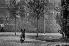 Corsa nel parco