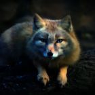 Corsac Fox