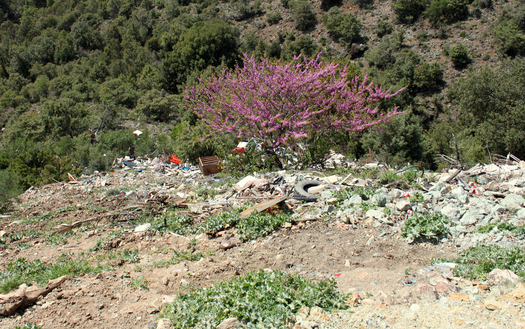 Corse / Corcega / Korsika...26a