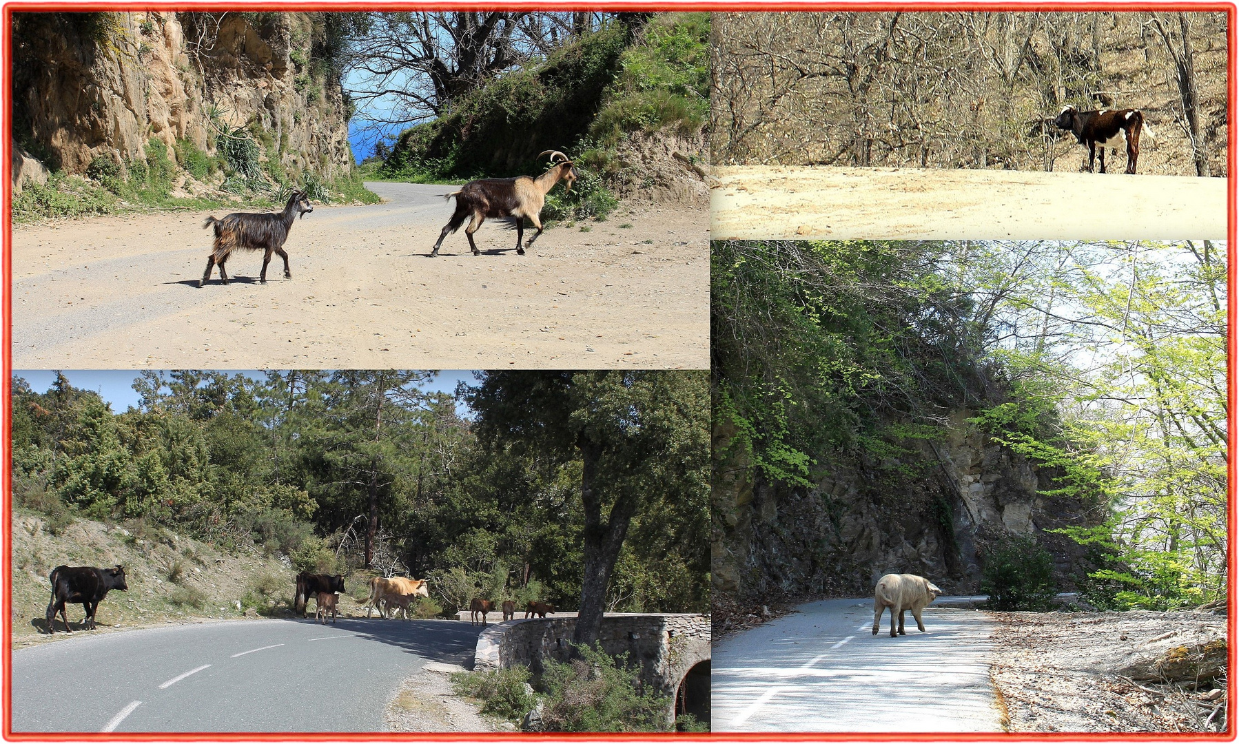 Corse / Corcega / Korsika....30