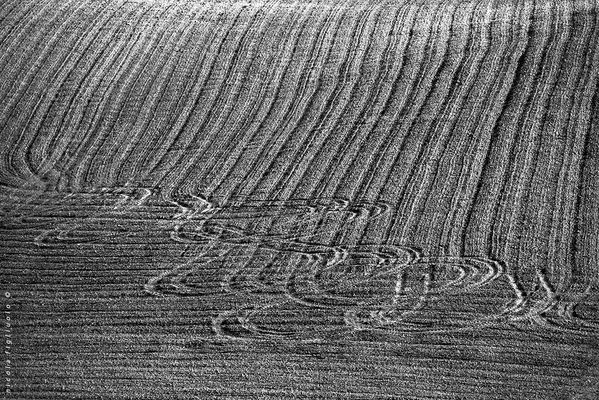 corsi e ricorsi***** (Terra Madre)