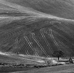 corsi e ricorsi**** (Terra Madre)