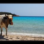 Corsica, Mucca balneare...