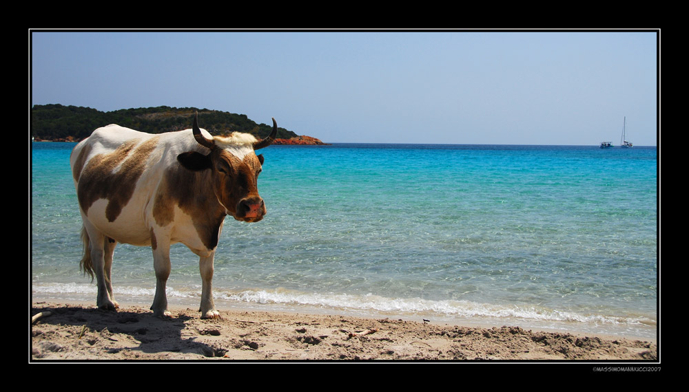 Corsica, Mucca balneare...