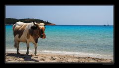 Corsica, Mucca balneare...