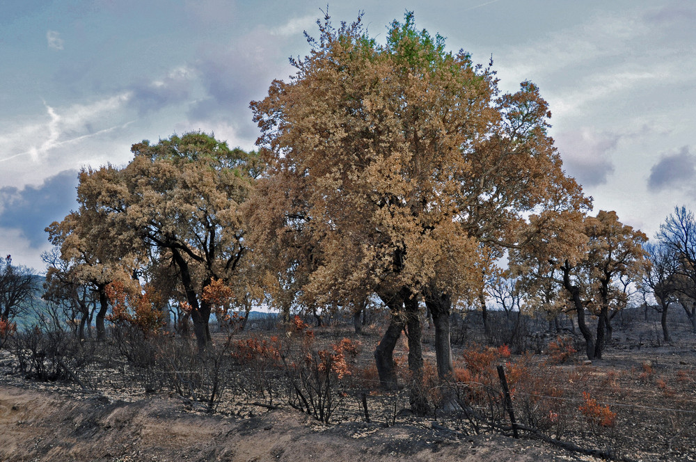 Corsica - passato il fuoco