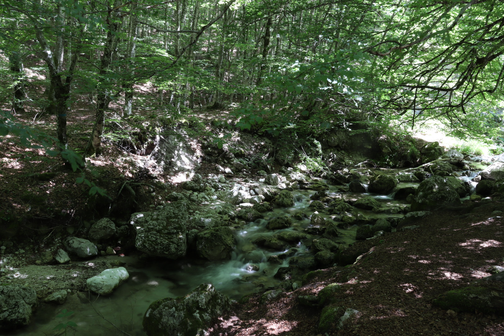 Corso d'acqua nel bosco