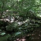 Corso d'acqua nel bosco