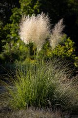 cortaderia selloana