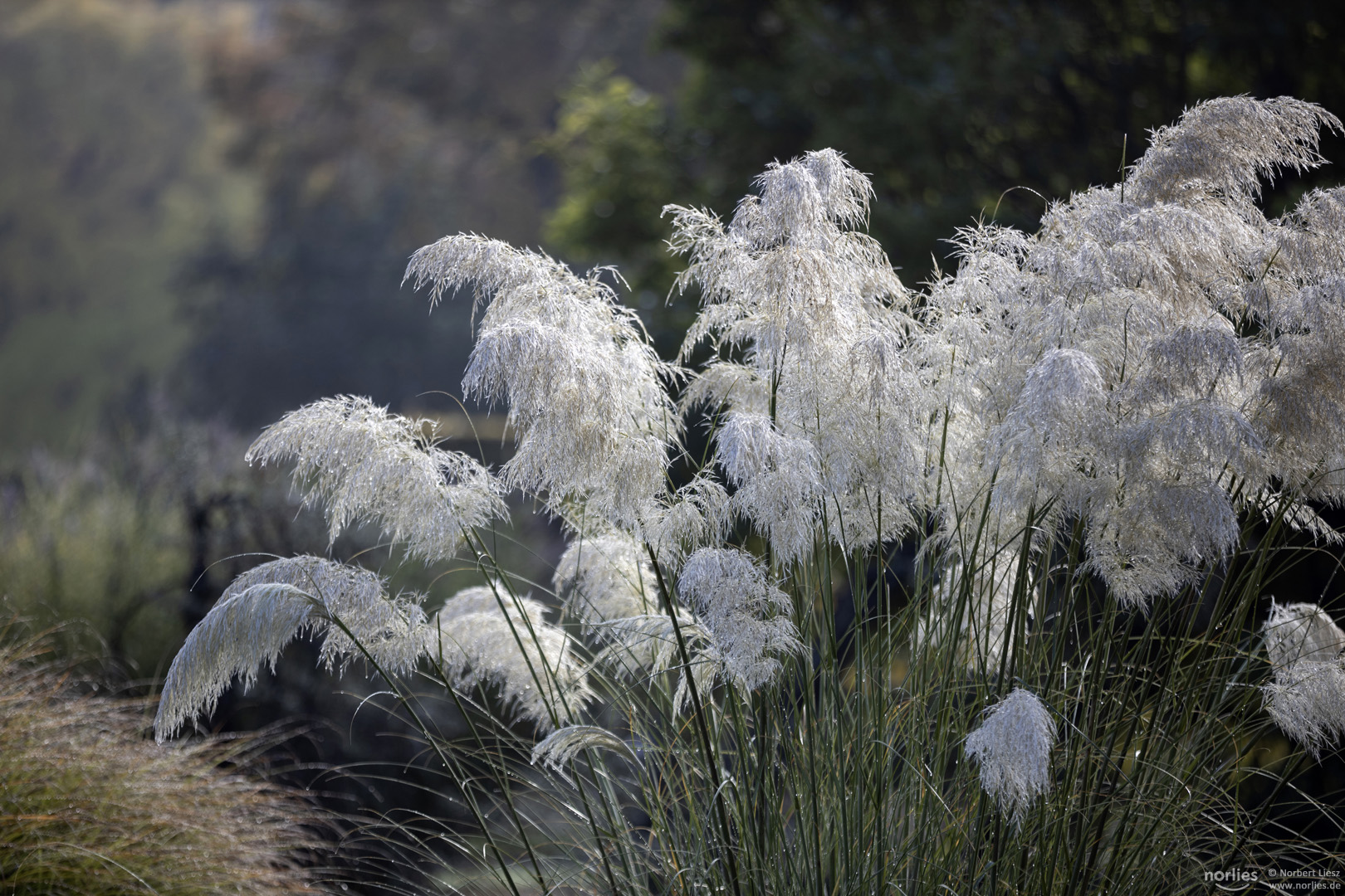 cortaderia selloana