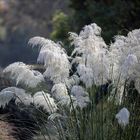 cortaderia selloana