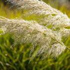 cortaderia selloana